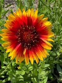 The Gaillardia Aristata Bicolour Goblin by Bishy Barnabees Cottage Garden is a hardy perennial with yellow-tipped red petals and a dark red center, blooming among green leaves and grass in bright sunlight.
