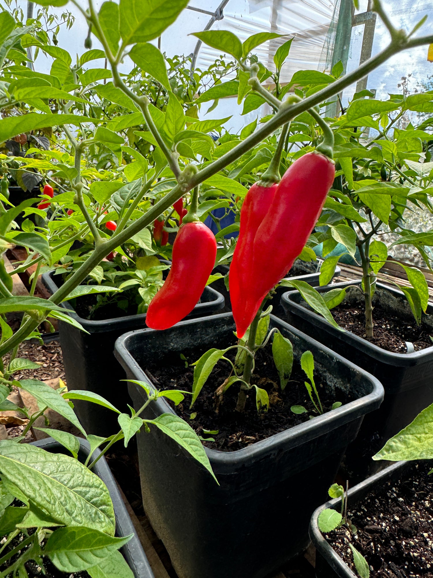 Red habanero paper lantern chillies growing in pots, showcasing vibrant colour and healthy foliage in a greenhouse setting.