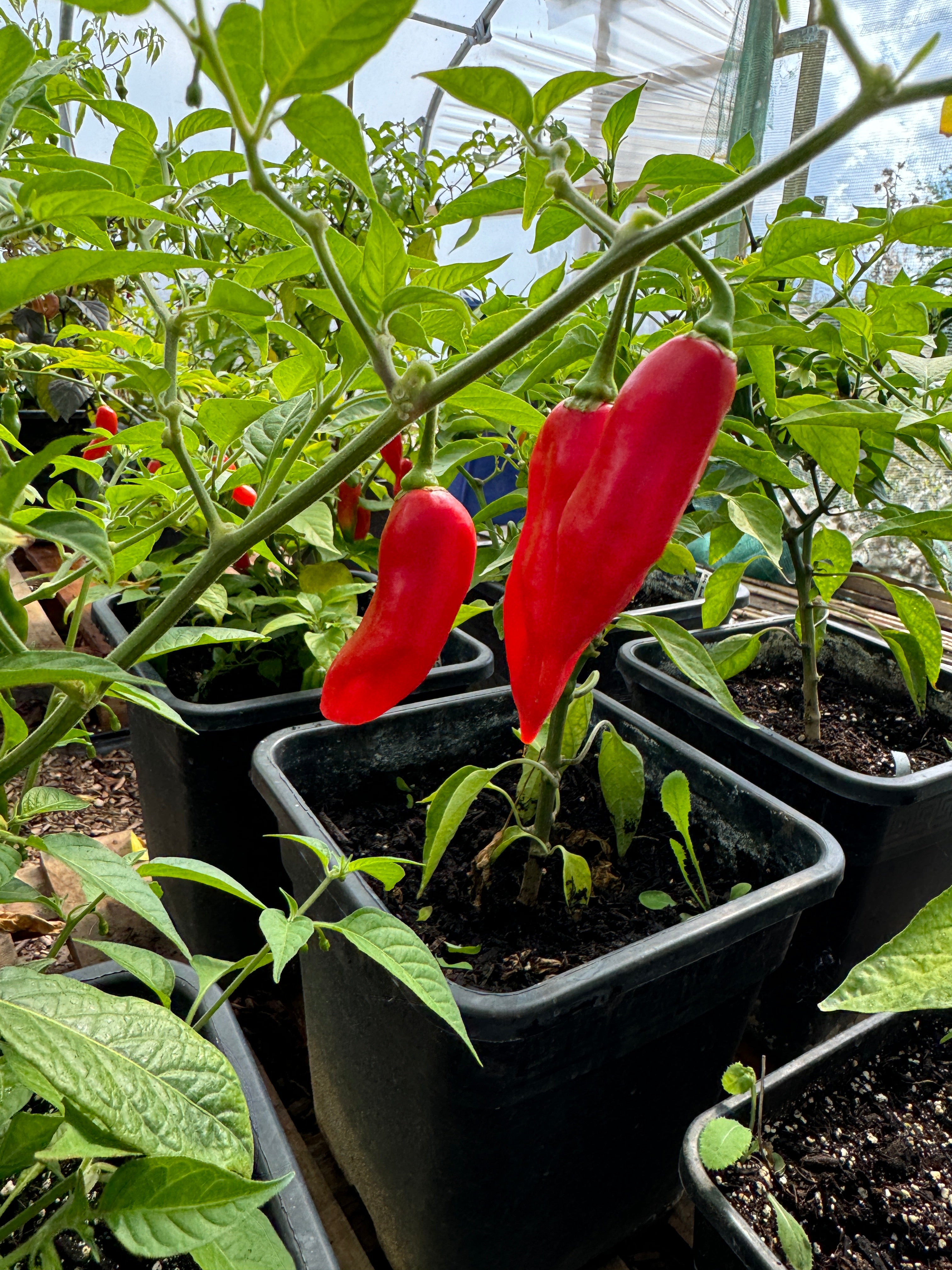 Red habanero paper lantern chillies growing in pots, showcasing vibrant colour and healthy foliage in a greenhouse setting.