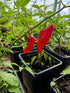 Red habanero paper lantern chillies growing in pots, showcasing vibrant colour and healthy foliage in a greenhouse setting.