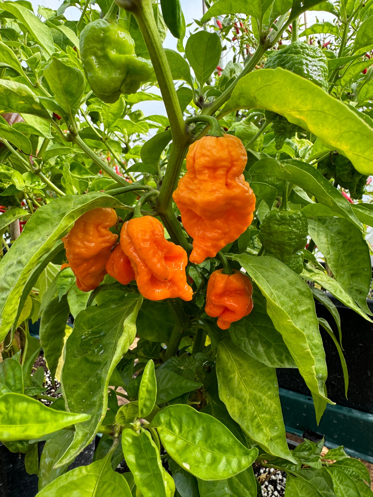 Jays Peach Ghost Scorpion Chilli plant with ripe orange pods in lush green foliage.