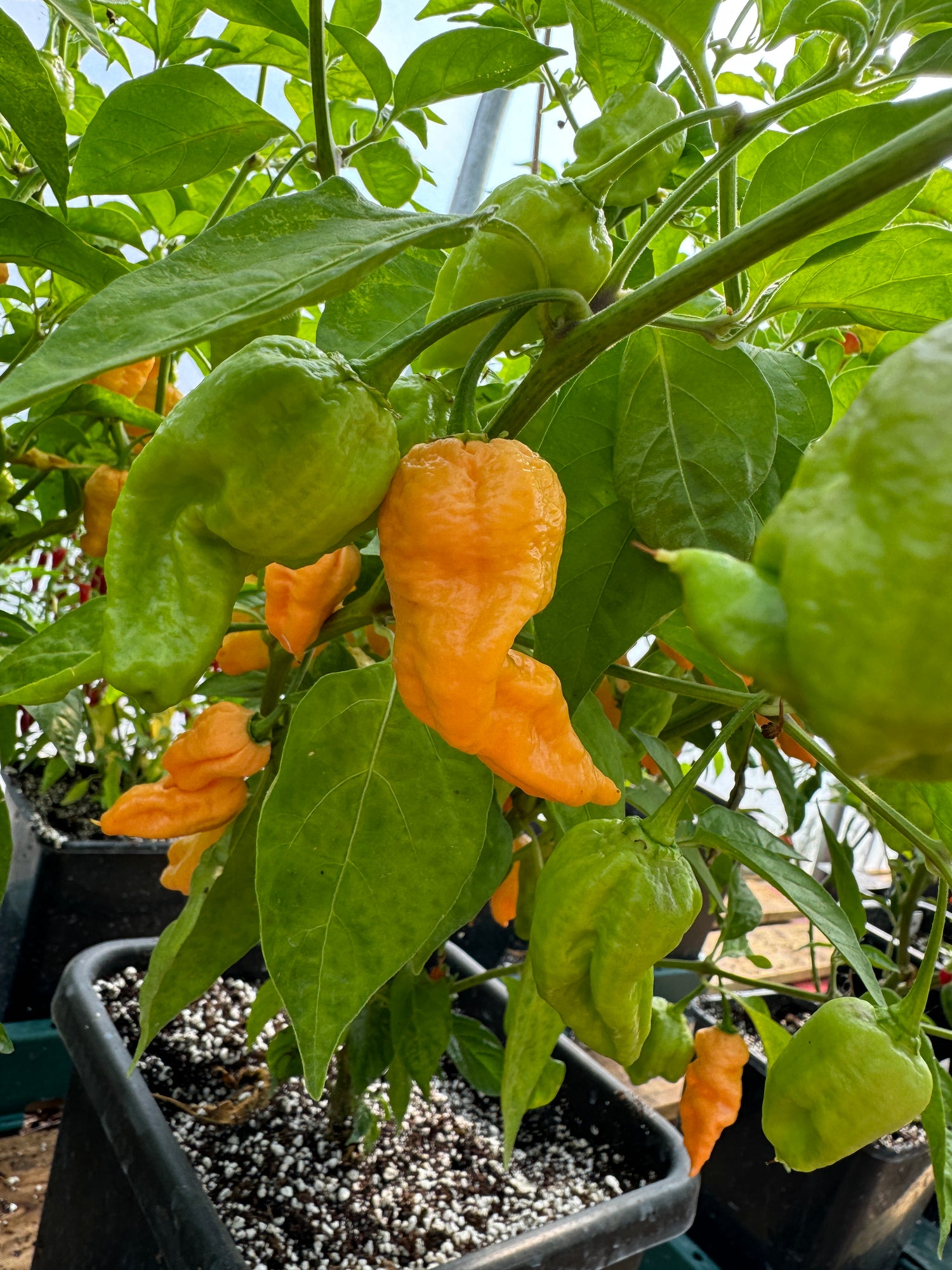 Jays Peach Ghost Scorpion Chilli plant with ripe orange pods growing in pots, Capsicum chinense variety, vibrant green leaves.