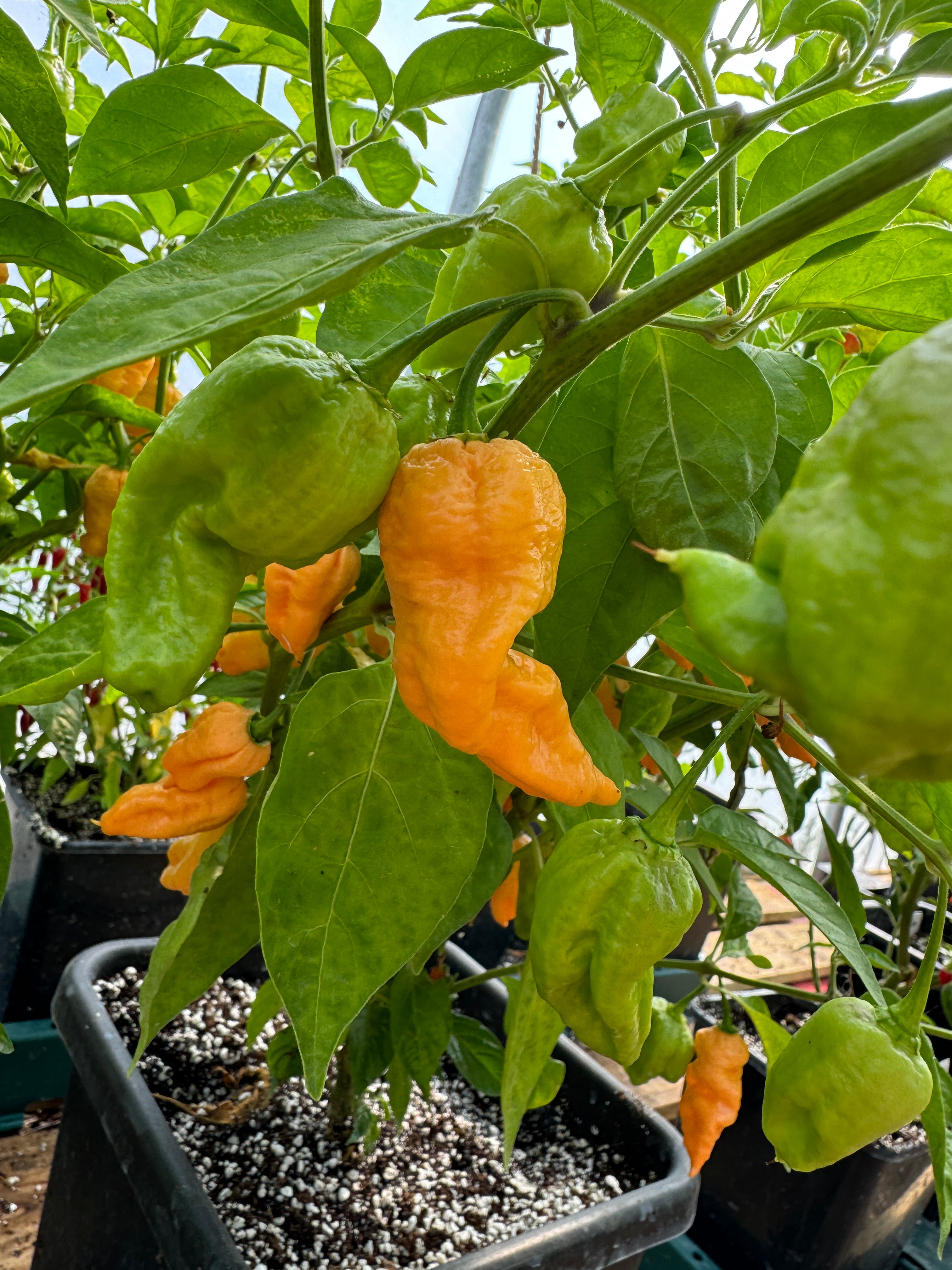 Jays Peach Ghost Scorpion Chilli plant with ripe orange pods growing in pots, Capsicum chinense variety, vibrant green leaves.