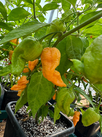 Jays Peach Ghost Scorpion Chilli plant with ripe orange pods growing in pots, Capsicum chinense variety, vibrant green leaves.