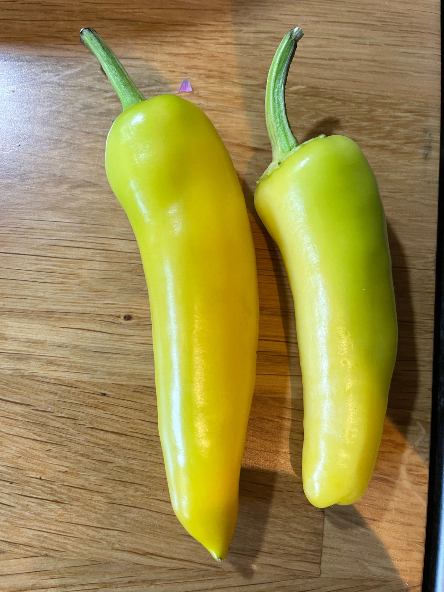 Two vibrant yellow Hungarian Hot Wax Chilli peppers on a wooden surface, showcasing their smooth, elongated shape.