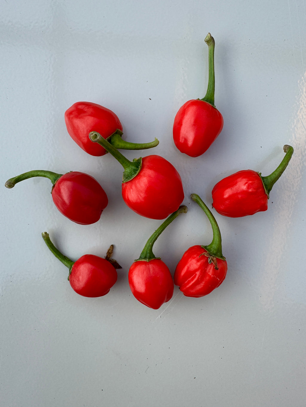 Dalle Khursani Chilli