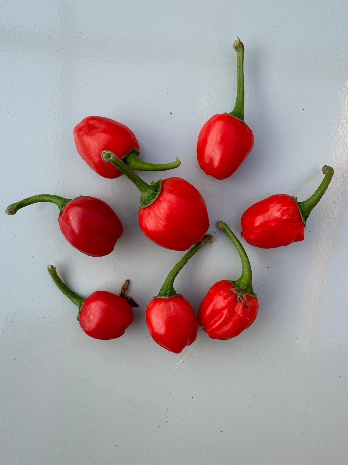 Dalle Khursani Chilli