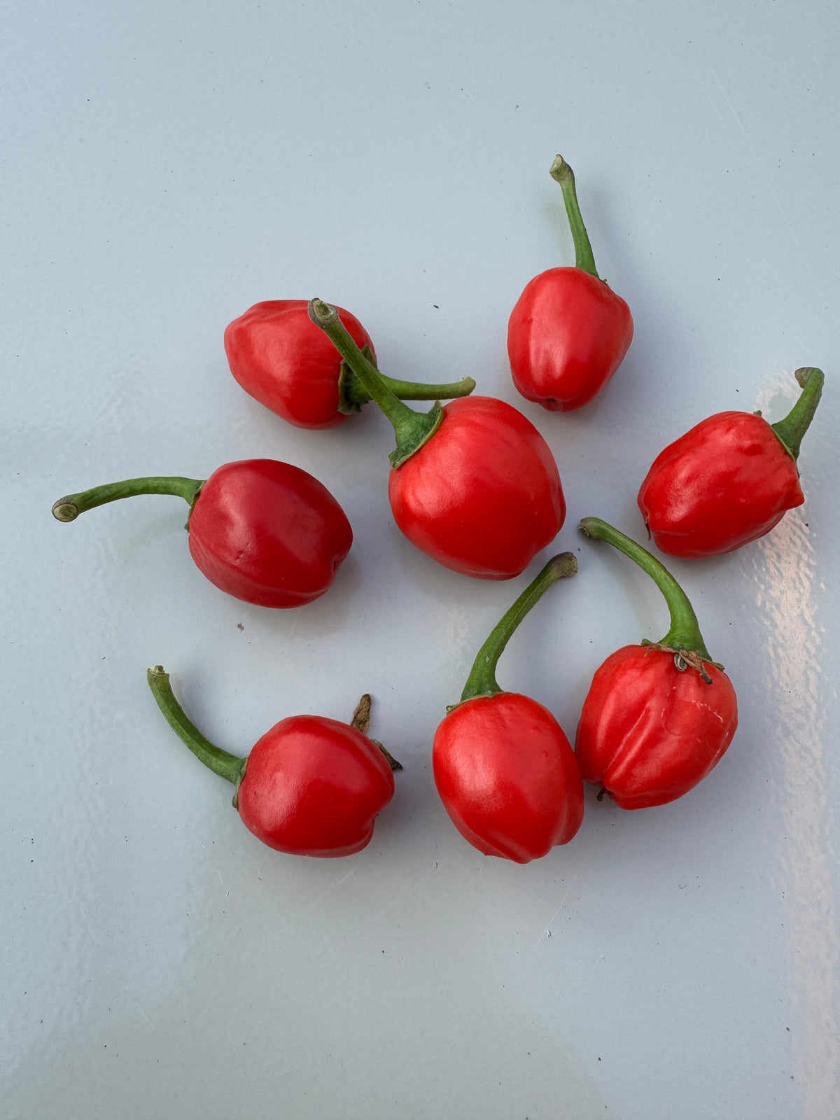 Dalle Khursani Chilli