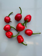 Dalle Khursani Chilli