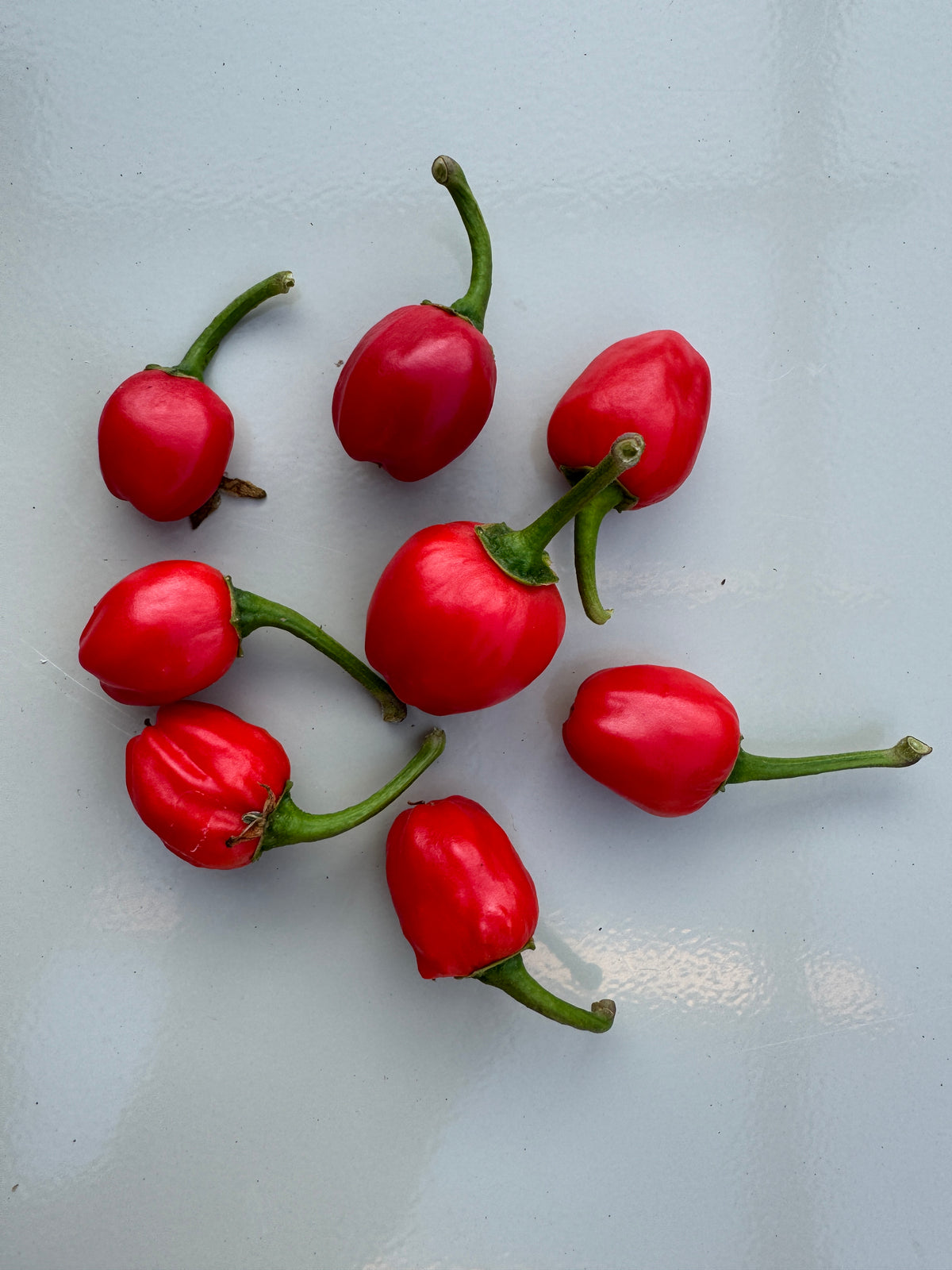 Dalle Khursani Chilli