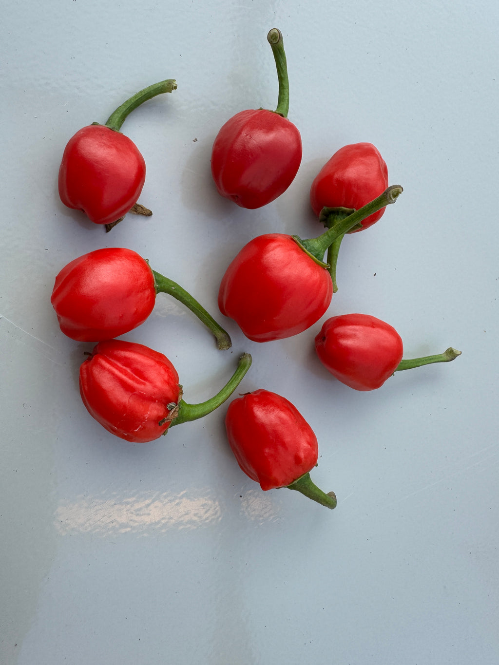 Dalle Khursani Chilli