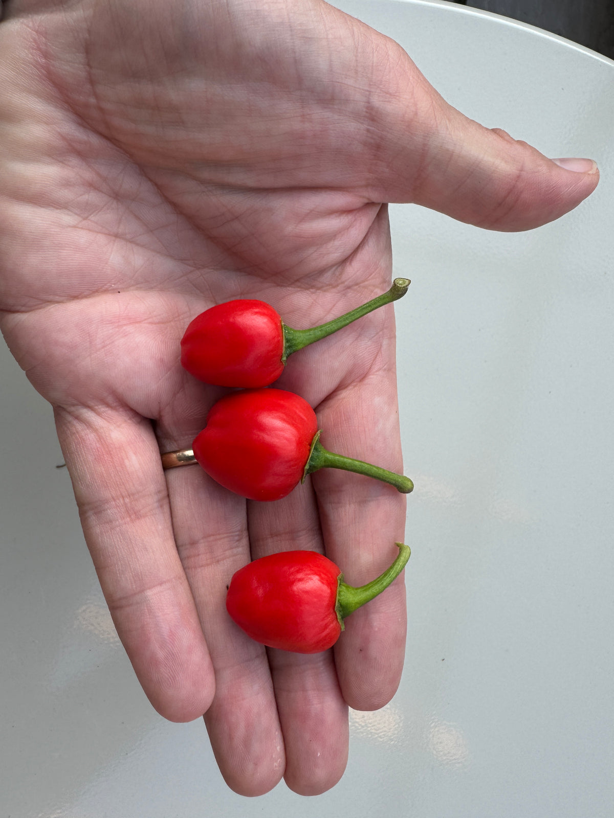 Dalle Khursani Chilli