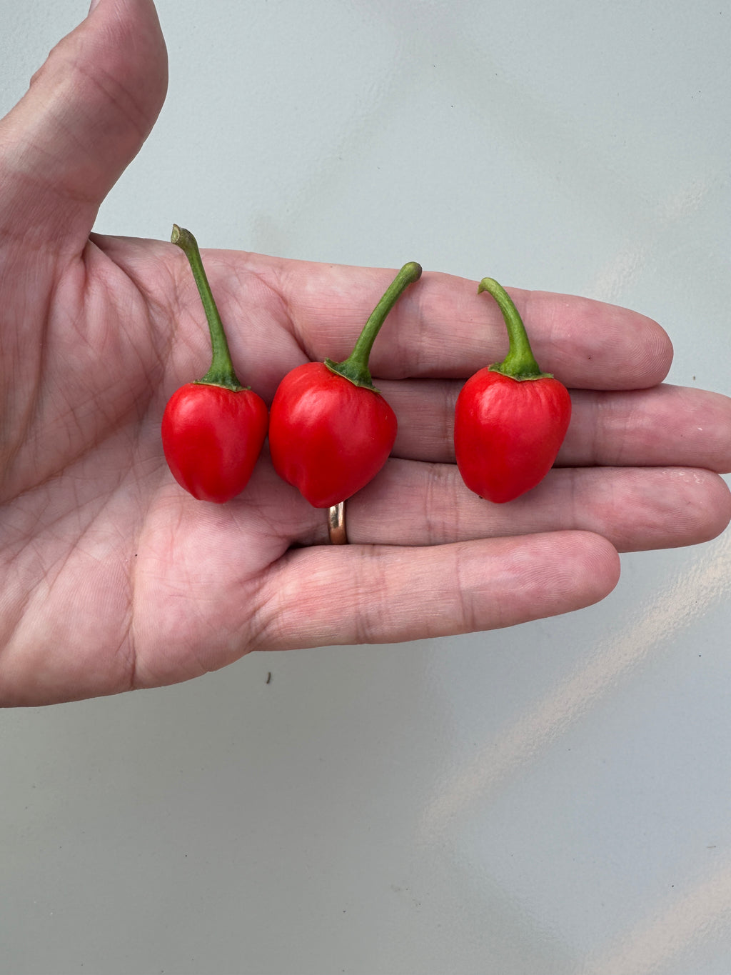 Dalle Khursani Chilli