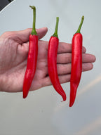 XL Cheyenne Mutant Chilli – three long slim red pods held upright in a hand