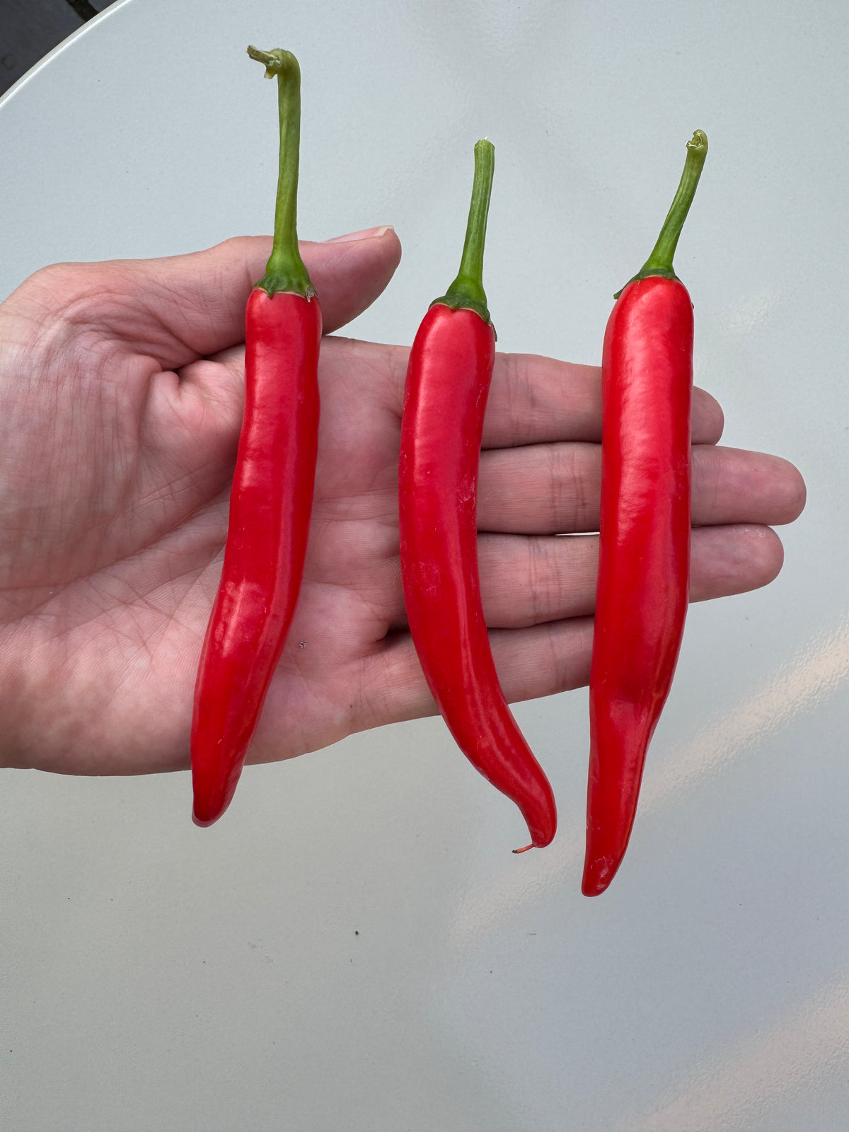 XL Cheyenne Mutant Chilli – three long slim red pods held upright in a hand