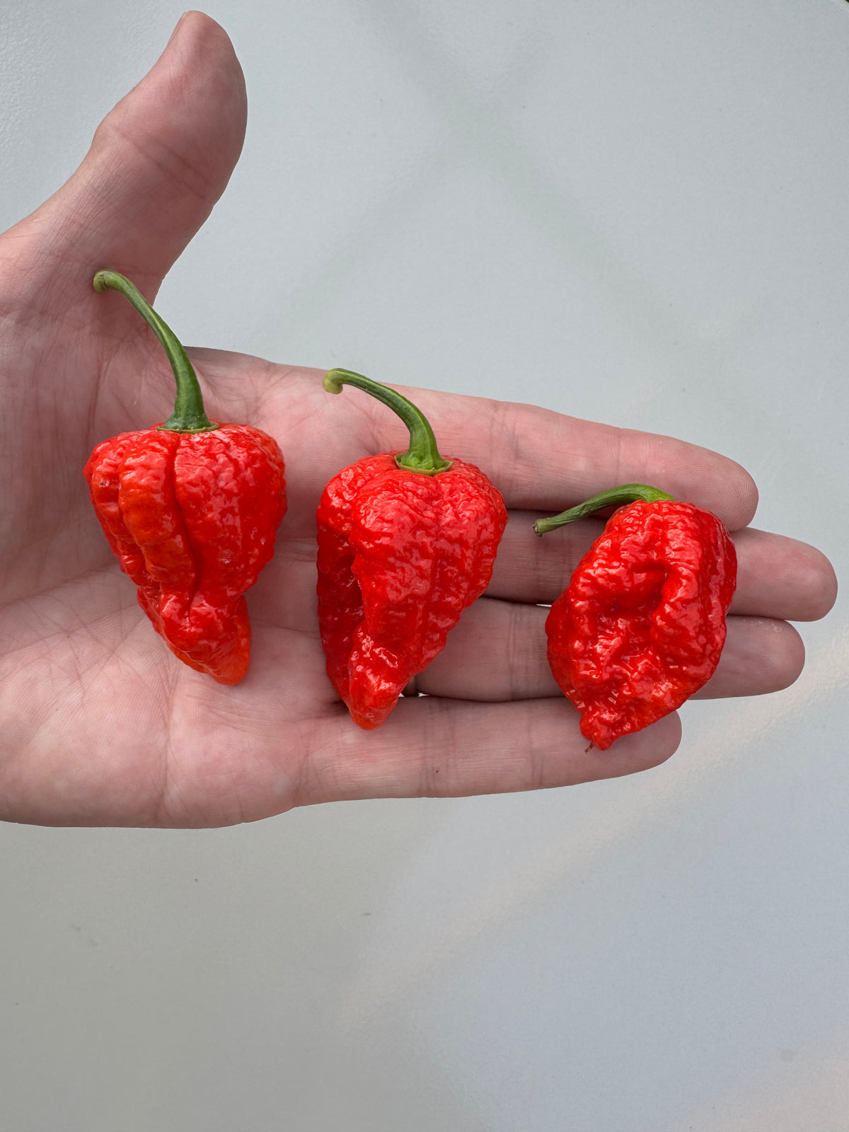 Bhutlah Red chillies – three wrinkled red pods held in an open hand