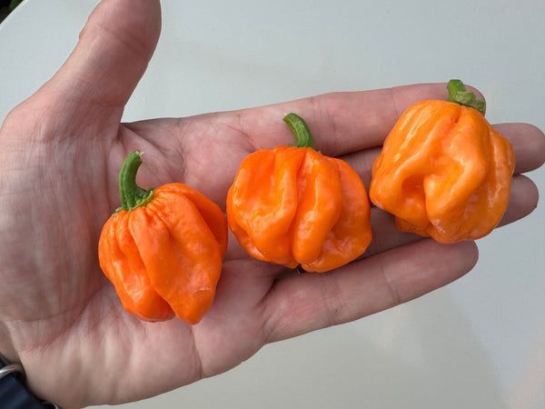 Scotch Bonnet Freeport Chilli – three orange lantern-shaped pods in an open hand