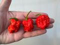Texas Reaper Chilli – three wrinkled red pods held in an open hand