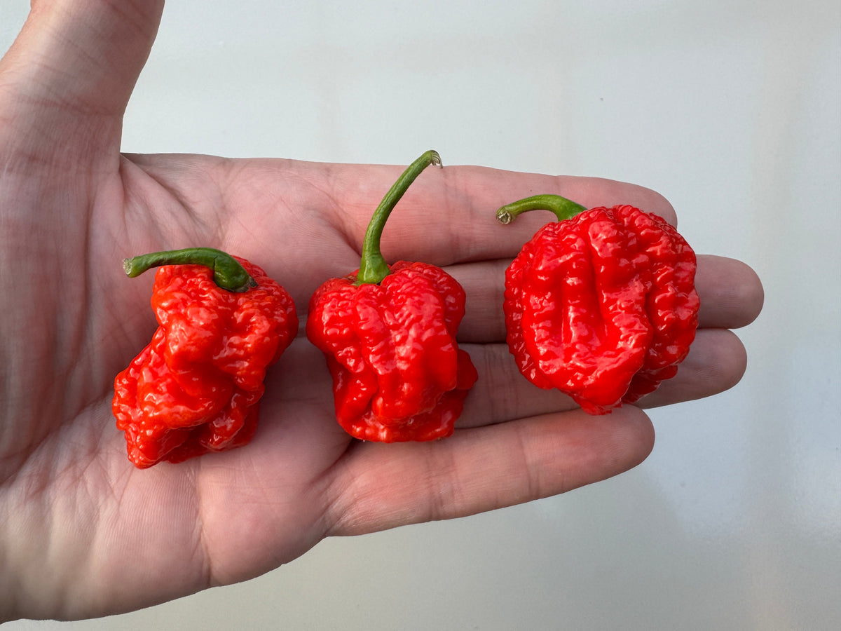 Texas Reaper Chilli – three wrinkled red pods held in an open hand