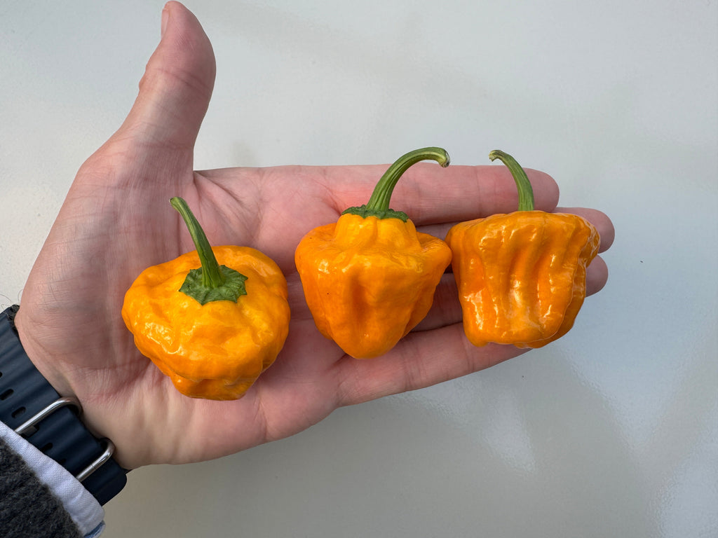 Habanero Big Sun Chilli (Capsicum chinense) – three orange-yellow pods held in a hand