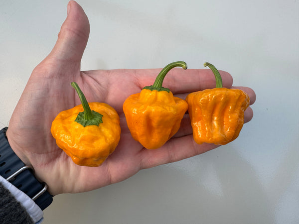 Habanero Big Sun Chilli (Capsicum chinense) – three orange-yellow pods held in a hand