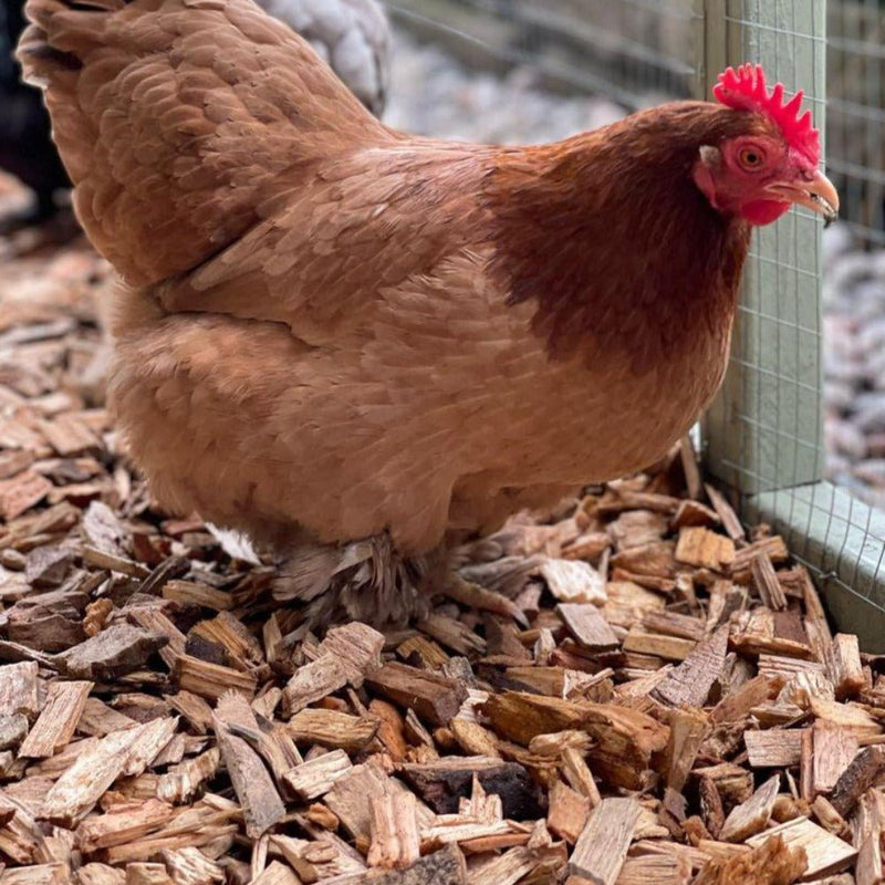 Chicken Coop Chips - Hardwood Bedding for Coops & Runs | Bulk Bags