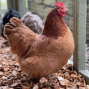 Chicken Coop Chips - Hardwood Bedding for Coops & Runs | Bulk Bags