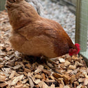 Chicken Coop Chips - Hardwood Bedding for Coops & Runs | Bulk Bags