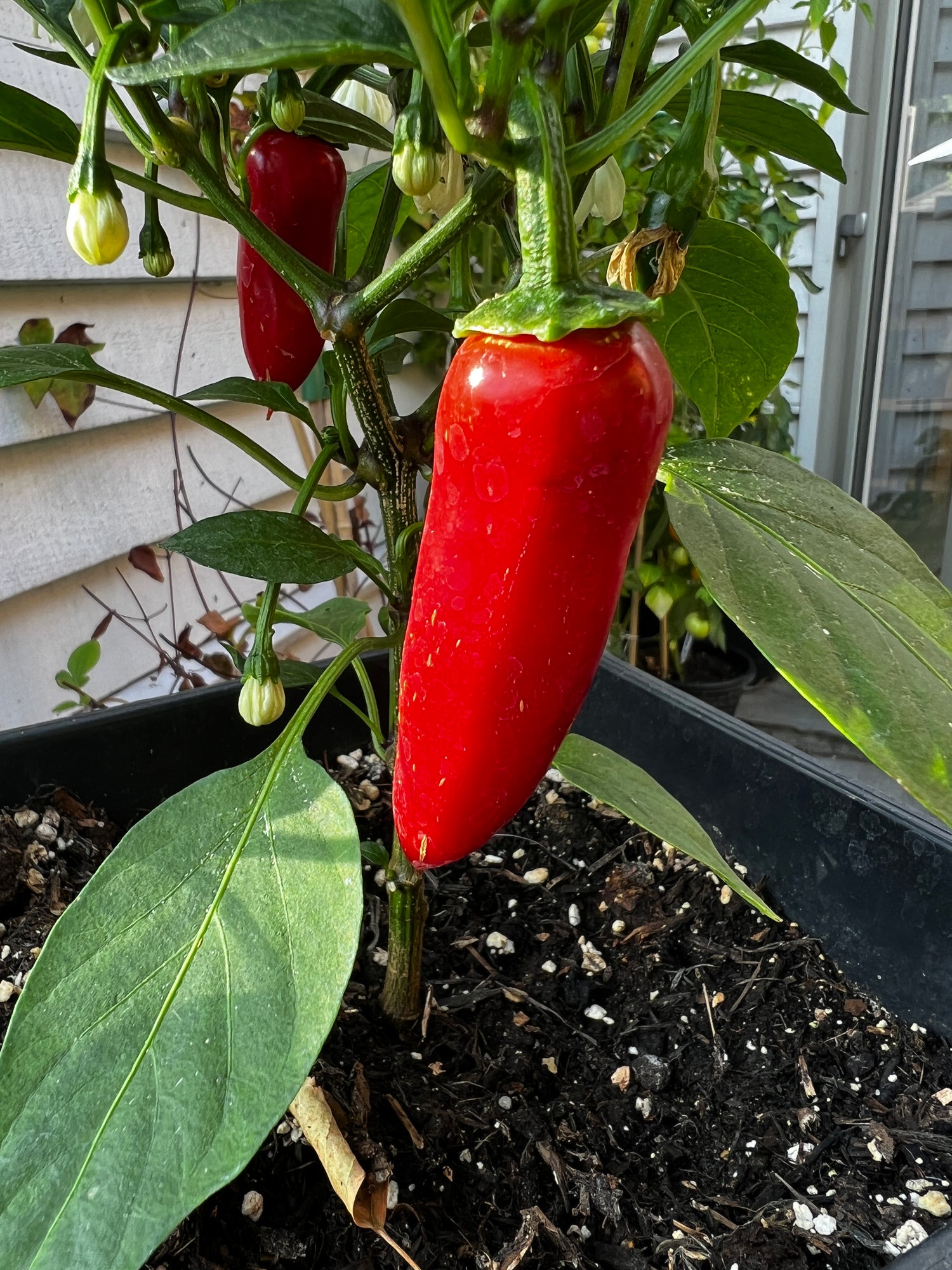 Red Jalapeño pepper on plant showcasing vibrant color and healthy leaves, ideal for gardening enthusiasts.