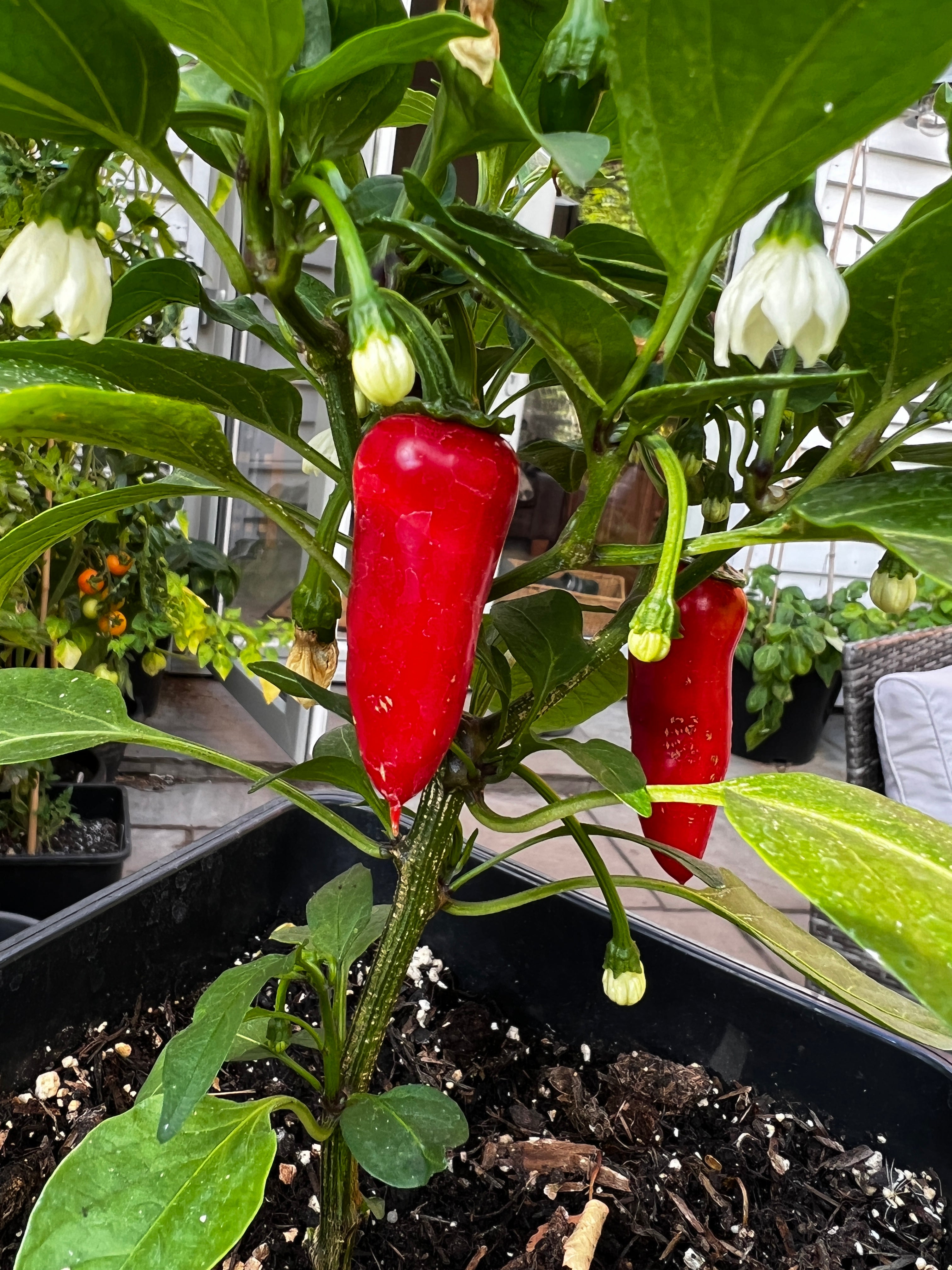 Close-up of Jalapeño Biker Billy Chilli plant with red pods and white flowers growing in a pot.