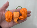 Jays Peach Ghost Scorpion Chilli (Capsicum chinense) – three wrinkled peach pods in a hand