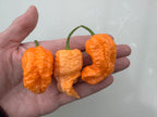 Jays Peach Ghost Scorpion Chilli (Capsicum chinense) – three wrinkled peach pods in a hand