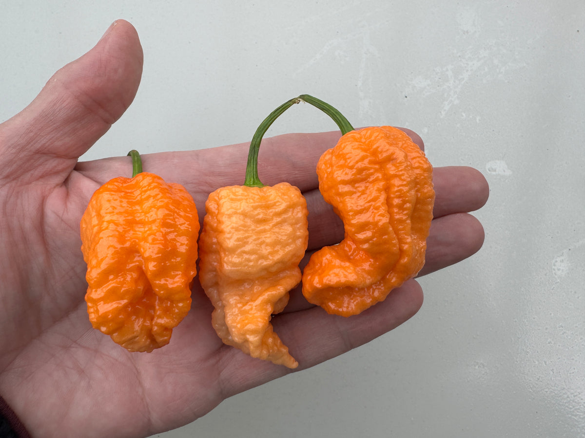 Jays Peach Ghost Scorpion Chilli (Capsicum chinense) – three wrinkled peach pods in a hand