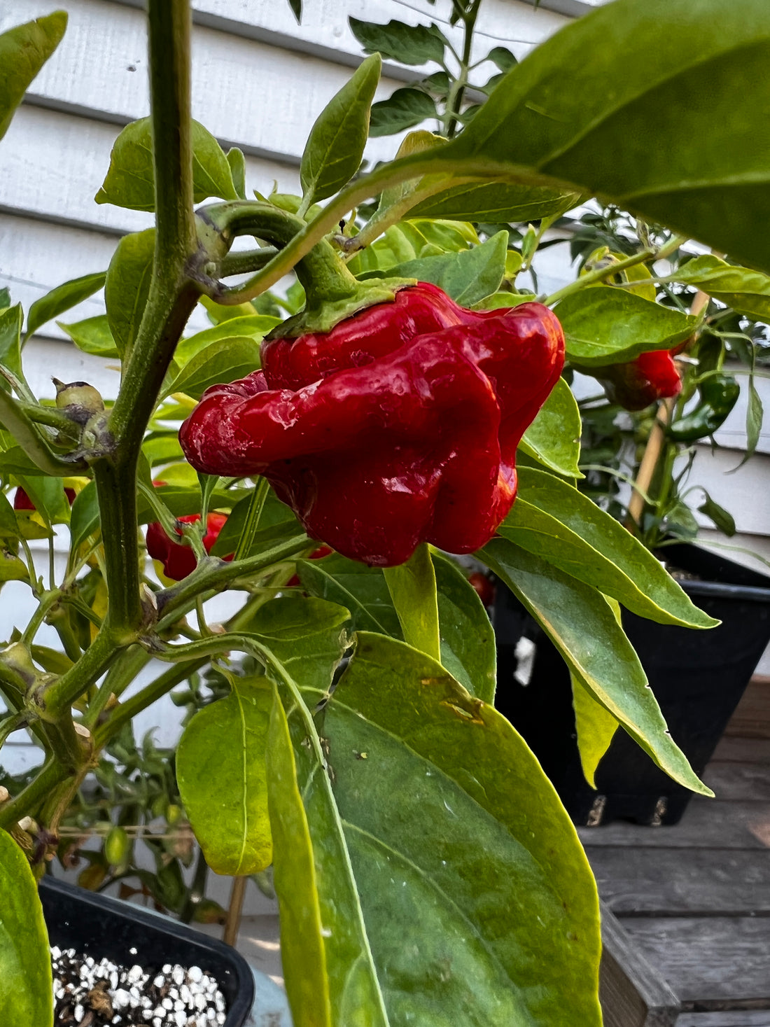 Ripe Jamaican Hot Red Chilli pepper growing on a plant, showcasing vibrant red color and unique shape.