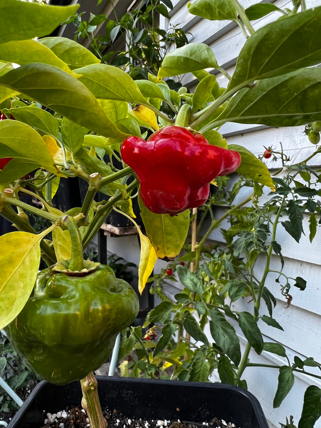 Ripe red and green peppers on a plant, showcasing Jamaican Hot Red Chilli variety growing in a garden setting.