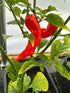 Naga Bengle Chilli plant with bright red, elongated pods growing in a pot, showcasing vibrant foliage.
