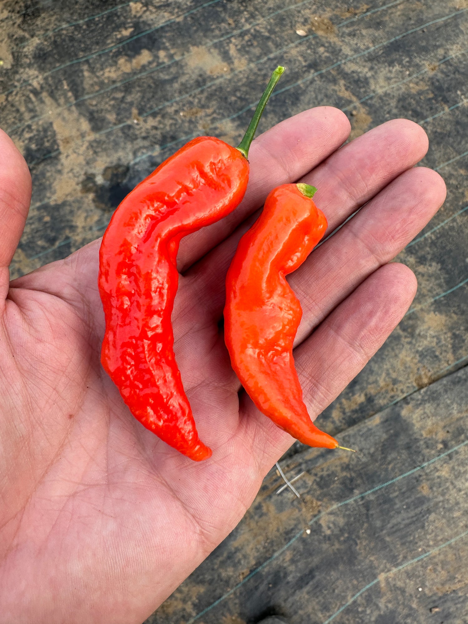 Hand holding two red Naga Bengle Chilli peppers, elongated cone shape, freshly harvested.