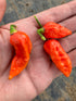Hand holding three Bhut Jolokia red chillies, showcasing their vibrant color and unique shape.