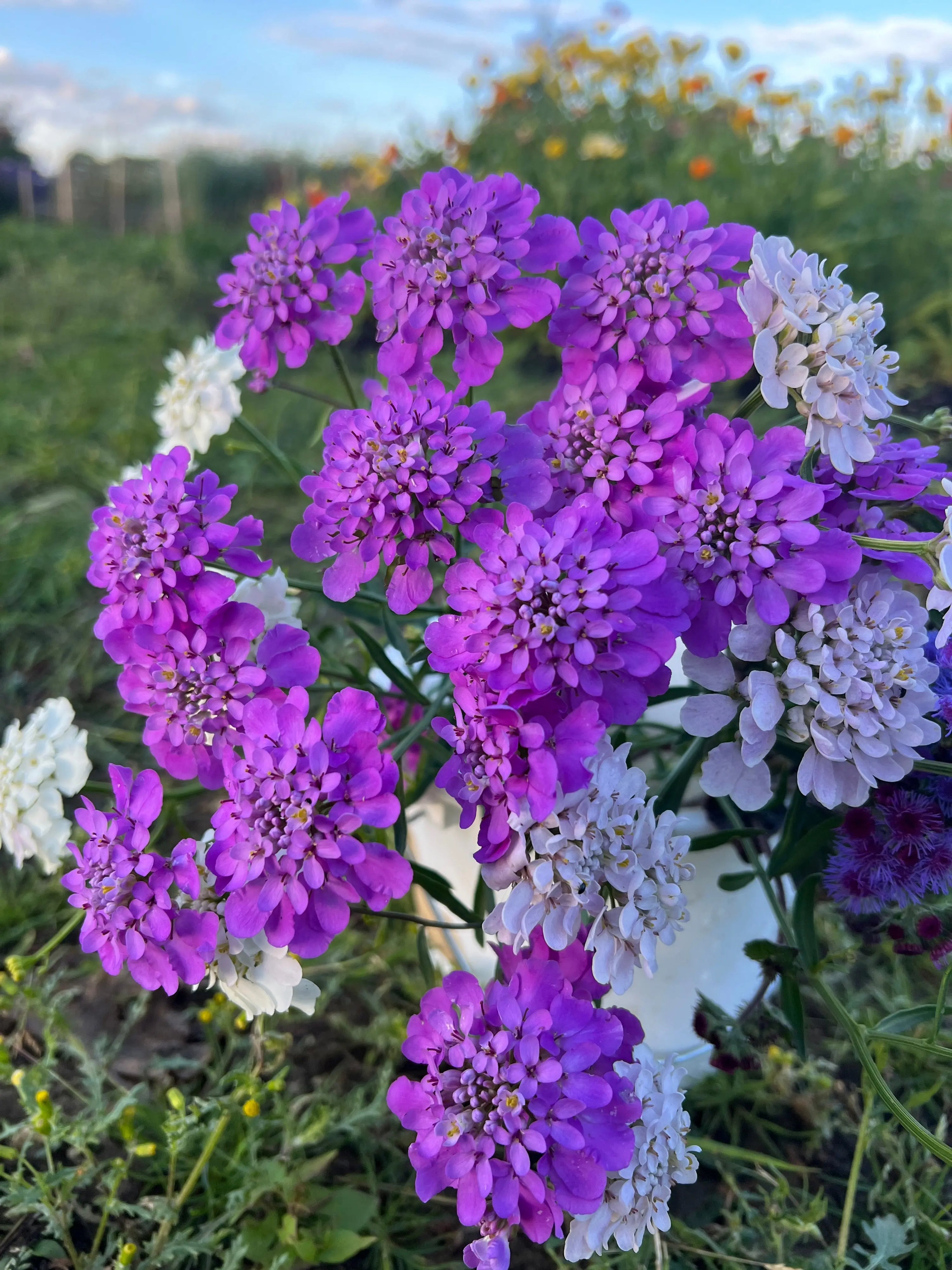 Close-up of vibrant purple and white Candytuft Crown Mixed flowers blooming in a grassy field, perfect for butterfly gardens. More blossoms and a blue sky with clouds from Bishy Barnabees Cottage Garden Ltd blurred in the background.