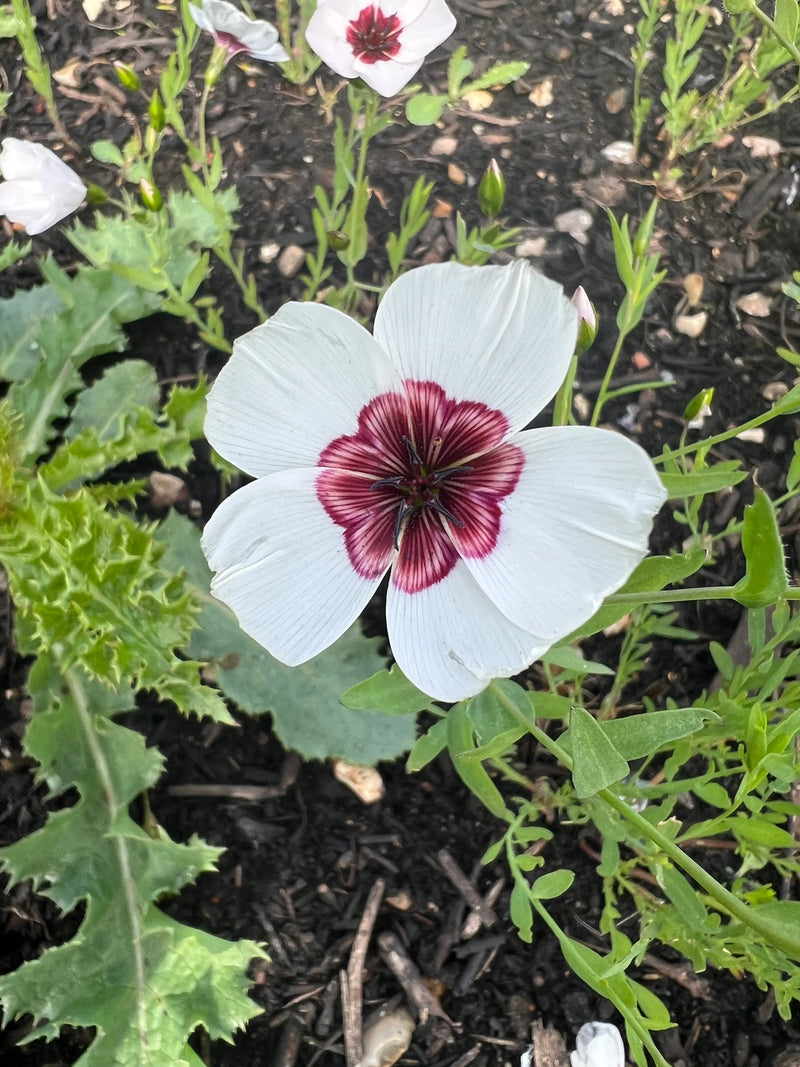 Linum Bright Eyes by Bishy Barnabees Cottage Garden features white five-petaled blooms with a striking purple and pink star center, flourishing in outdoor dark soil amid green leaves, perfect for creating vibrant meadow-style displays.