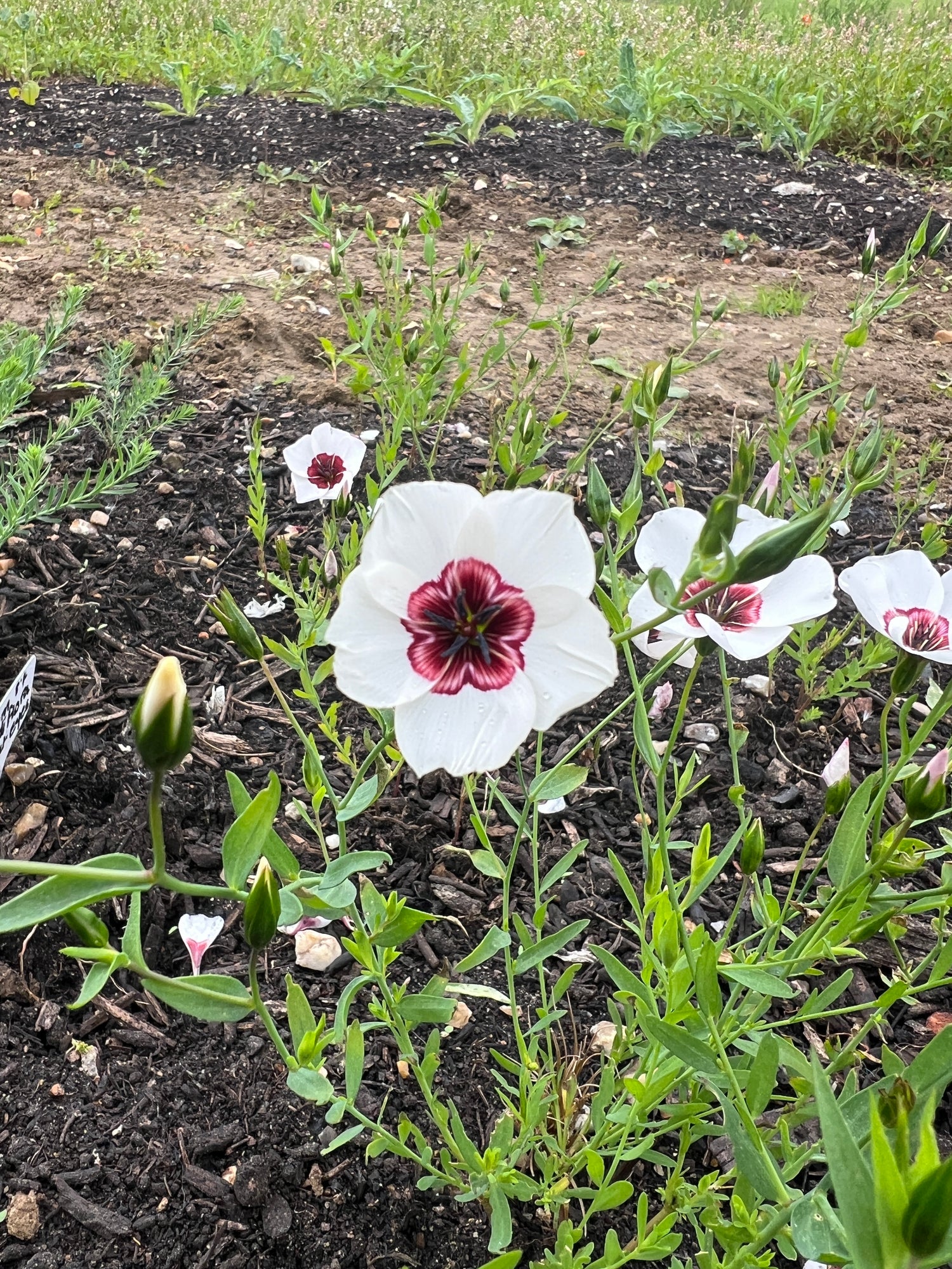 Linum Grandiflorum Bright Eyes with white petals and scarlet centers in a garden, showcasing its delicate, silky texture and charm.