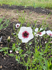 A close-up of Linum Bright Eyes by Bishy Barnabees Cottage Garden shows white flowers with dark pink centers blooming amid green leaves, buds, and meadow flowers, with soil and grass in the background.