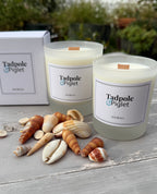 Two Tadpole & Piglet Seychelles Scented Candles, crafted from natural soy wax with FSC-certified wooden wicks in frosted glass jars, are displayed alongside a white box and seashells on a wooden surface amidst lush greenery.