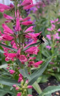 A bumblebee gathers nectar from pink flowers, set among green leaves and the soft blur of Bishy Barnabees Cottage Garden Penstemon Cambridge Mix in a late summer garden.