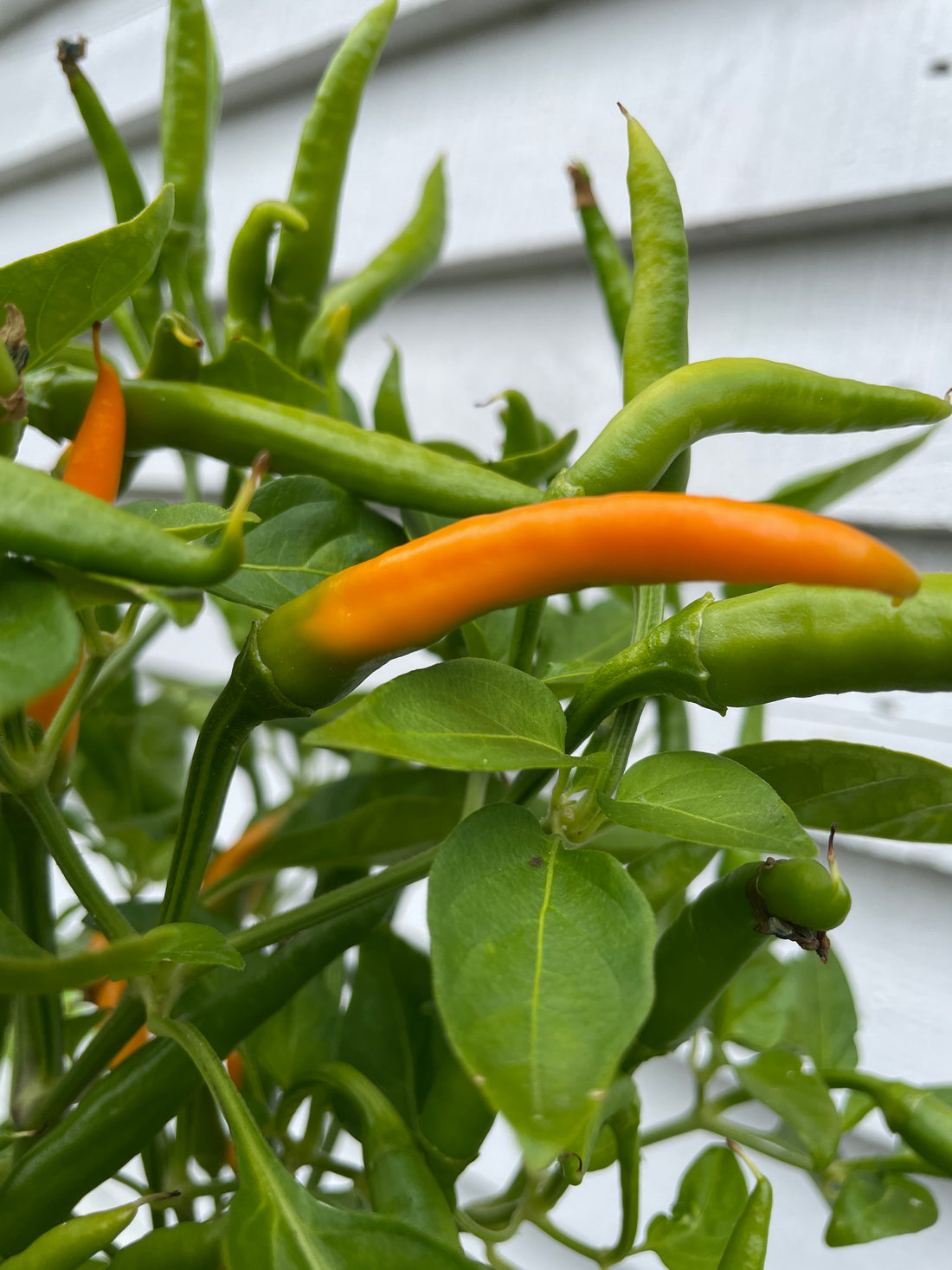 Vibrant orange Kilian Chilli peppers growing on a plant with green leaves, showcasing Southeast Asian Capsicum Annuum variety.