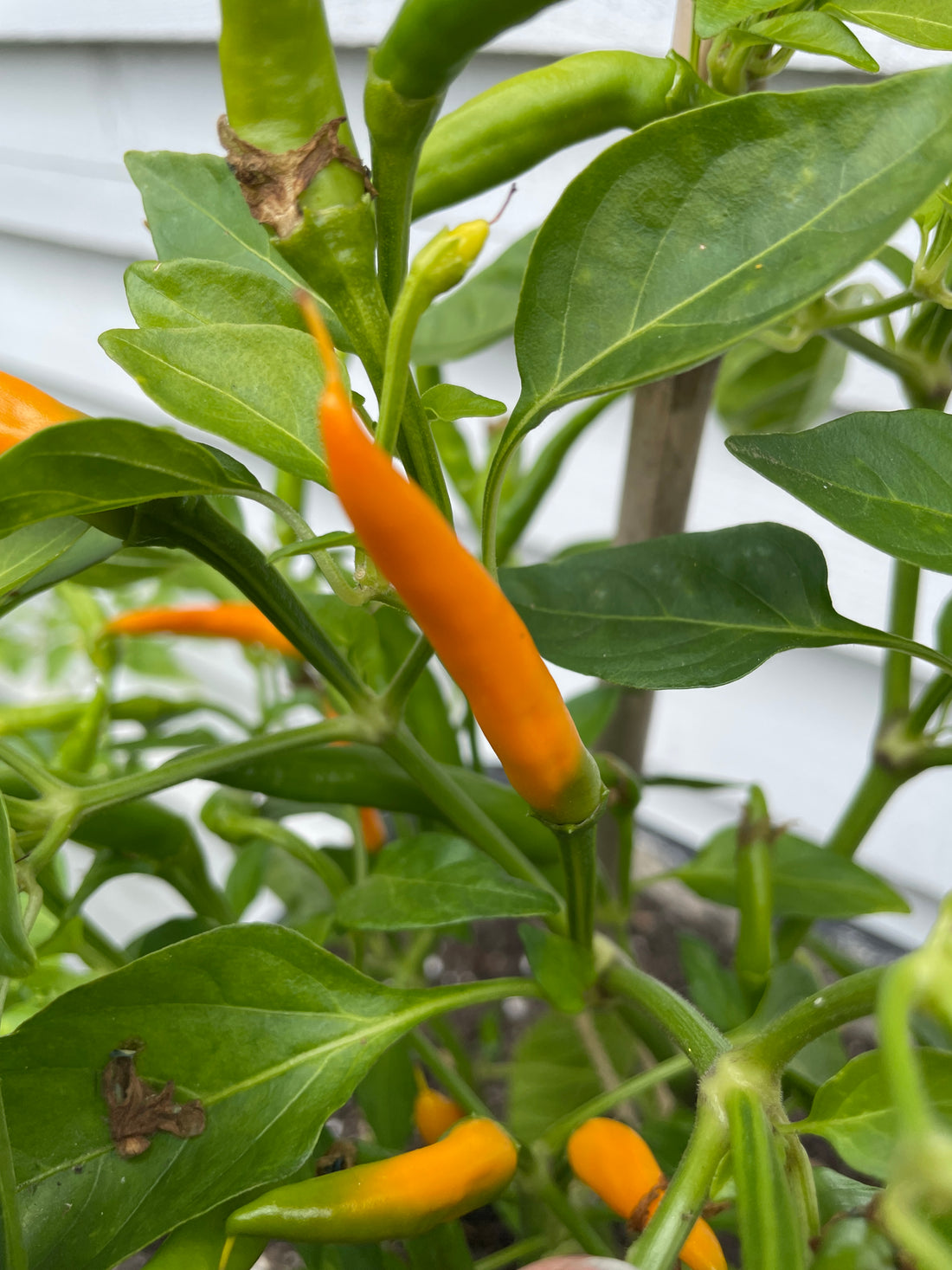 Bright orange Kilian chilli growing on a lush green plant in a garden.