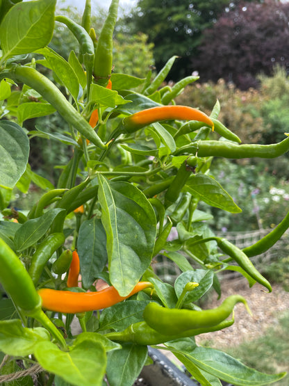 Lush Kilian chili plant with vibrant green leaves and ripe orange chilies, Capsicum Annuum, growing in a garden.