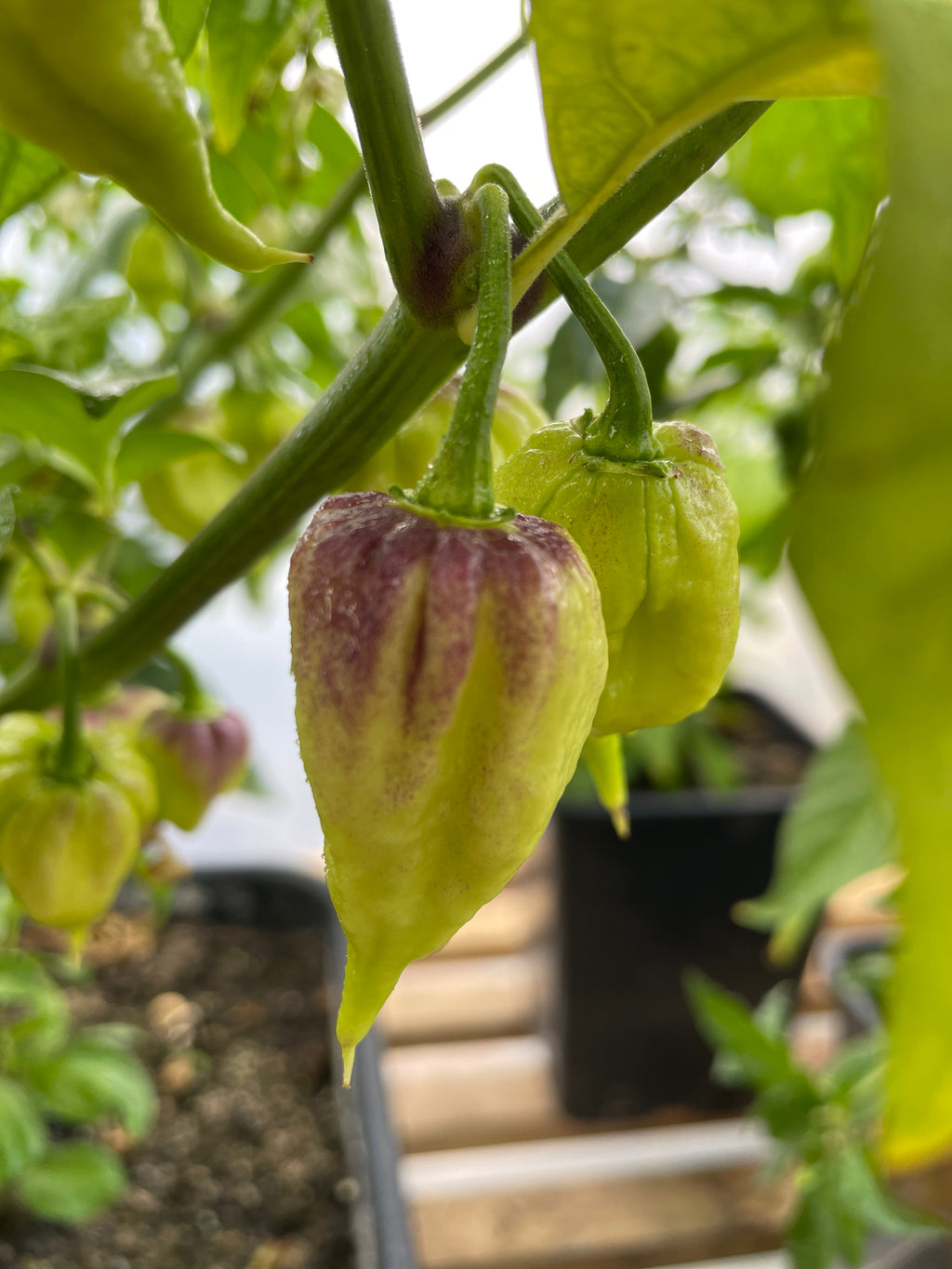 Naga Viper Chilli – unripe pale green pod with purple streaks hanging on the plant