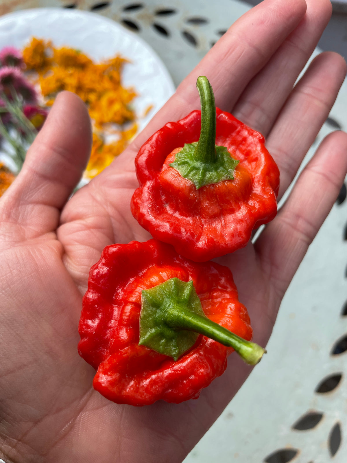 Jamaican Red Chilli (Capsicum chinense) – two squat red bonnet pods in an open hand