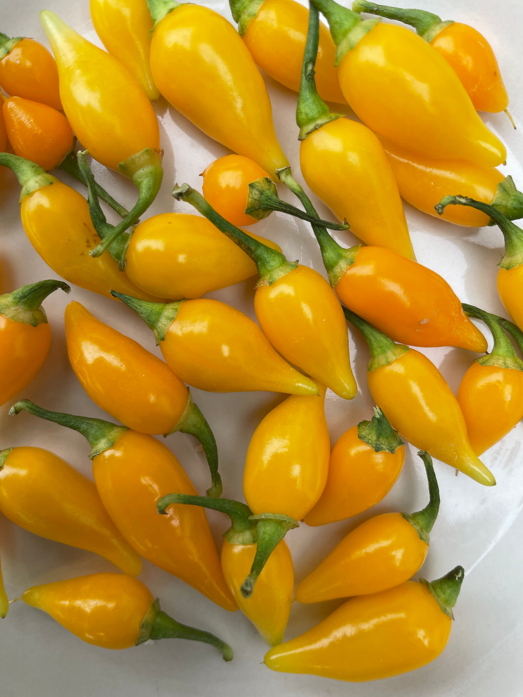Heap of glossy yellow Biquinho chillies with pointed tips